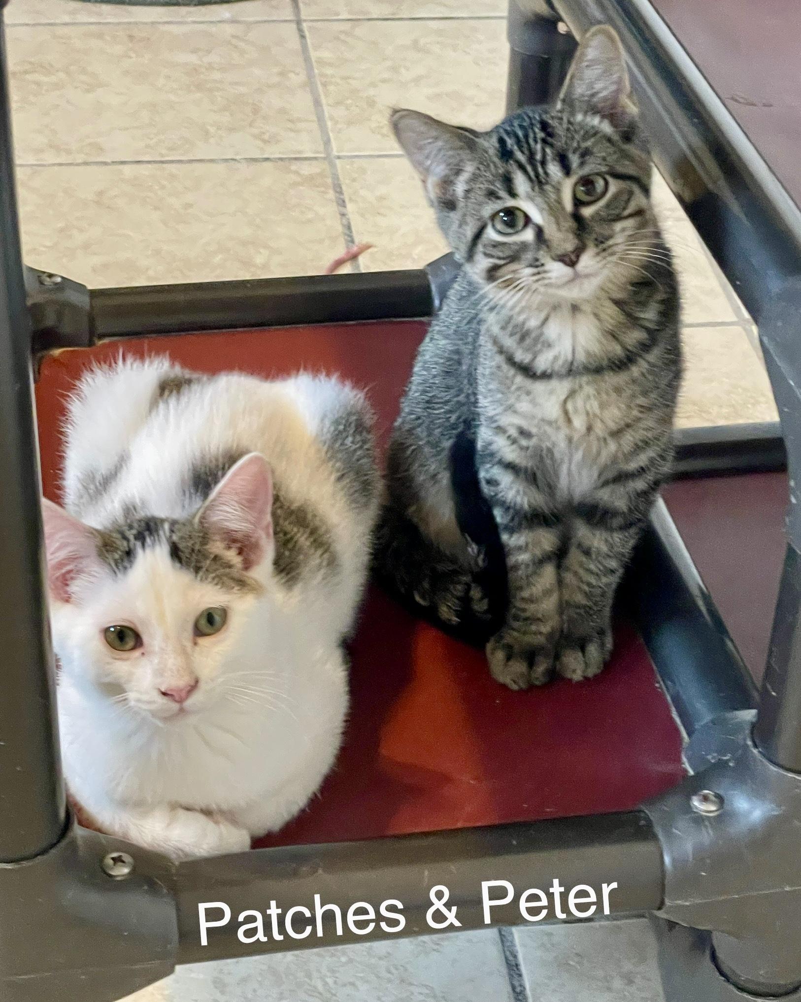 Patches and Peter