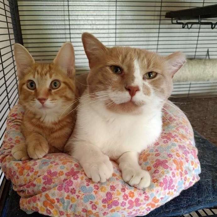 Bo FIV+, No dogs (CI), a Adoptable Domestic Short Hair in Kankakee, IL image 4/6