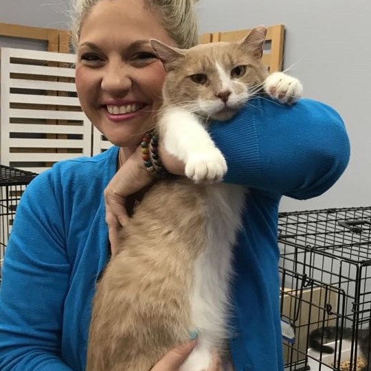 Bo FIV+, No dogs (CI), a Adoptable Domestic Short Hair in Kankakee, IL image 6/6