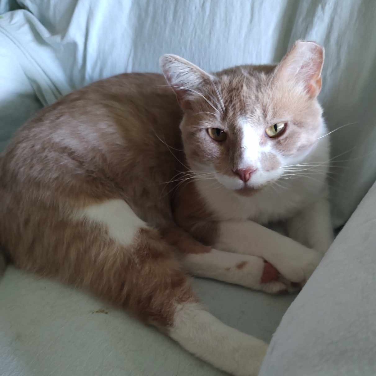 Bo FIV+, No dogs (CI), a Adoptable Domestic Short Hair in Kankakee, IL image 1/6