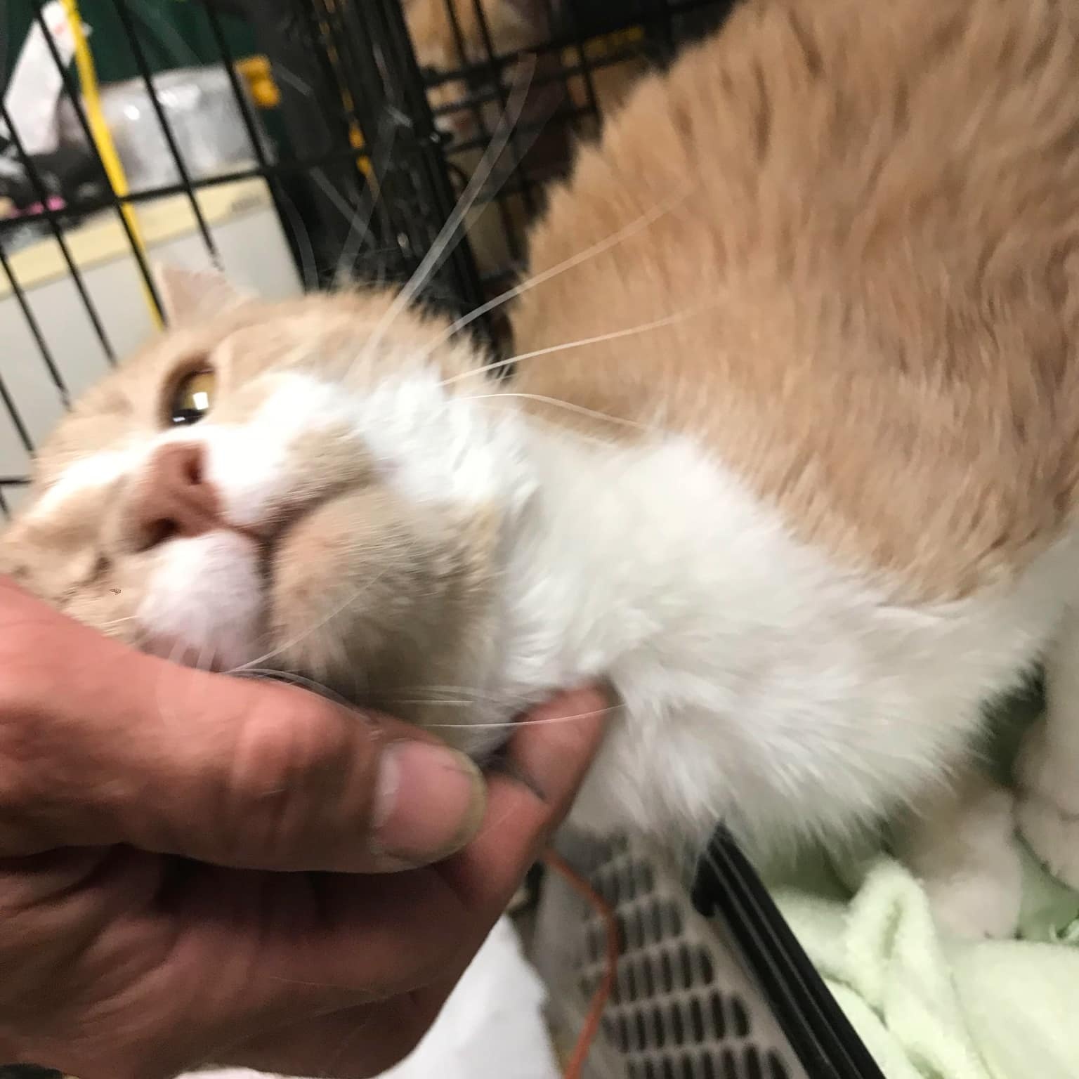 Bo FIV+, No dogs (CI)