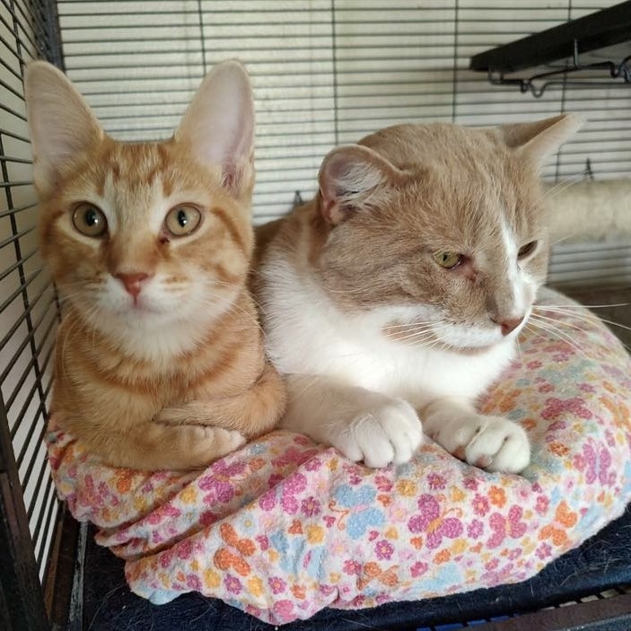 Bo FIV+, No dogs (CI), a Adoptable Domestic Short Hair in Kankakee, IL image 5/6