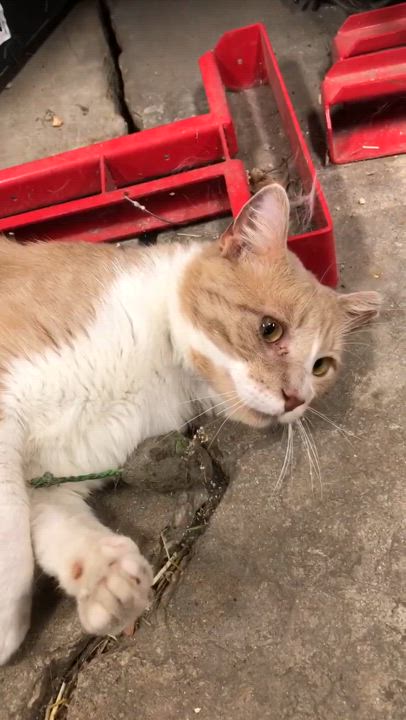 Enlarge Bo FIV+, No dogs (CI), a Adoptable Domestic Short Hair in Kankakee, IL video 2/6