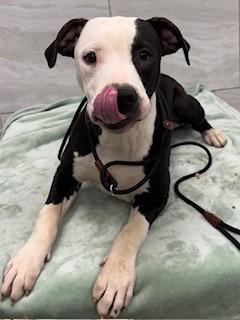 Enlarge Fran Yrly 40, a Adoptable mixed breed in Sidney, OH image 1/2