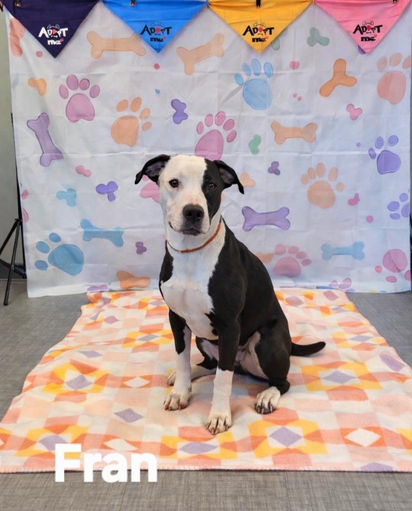 Enlarge Fran Yrly 40, a Adoptable mixed breed in Sidney, OH image 2/2