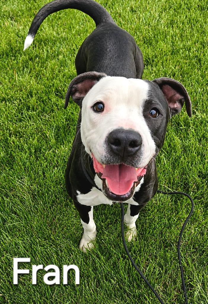 Enlarge Fran Yrly 40, a Adoptable mixed breed in Sidney, OH image 3/3