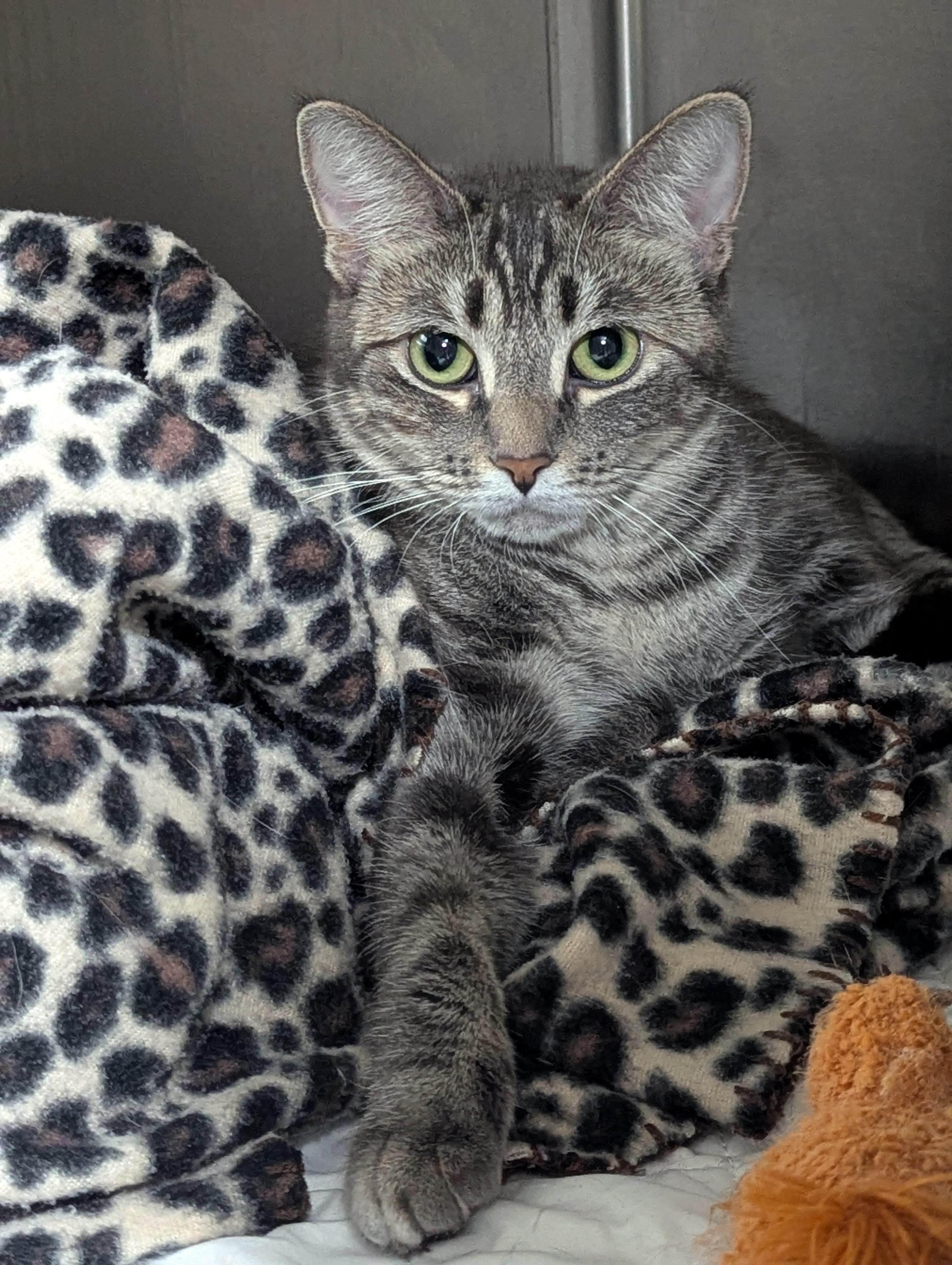 Enlarge Sage, a ADOPTABLE Domestic Short Hair in Dickinson, ND image 1/1