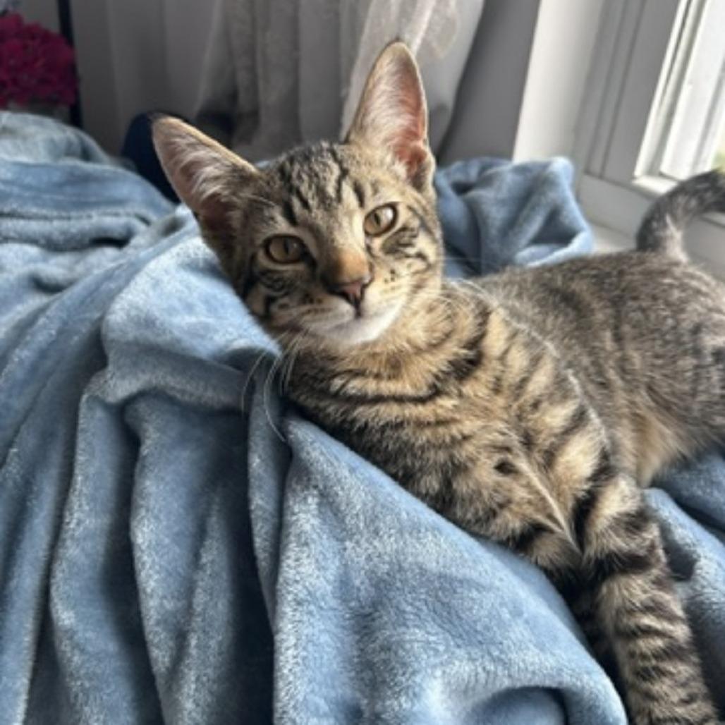 Monterey, Adoptable, Young Male Domestic Short Hair.
