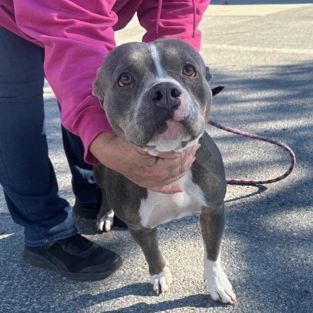 Enlarge Soza, a Adoptable Mixed Breed in Bronson, FL image 1/1