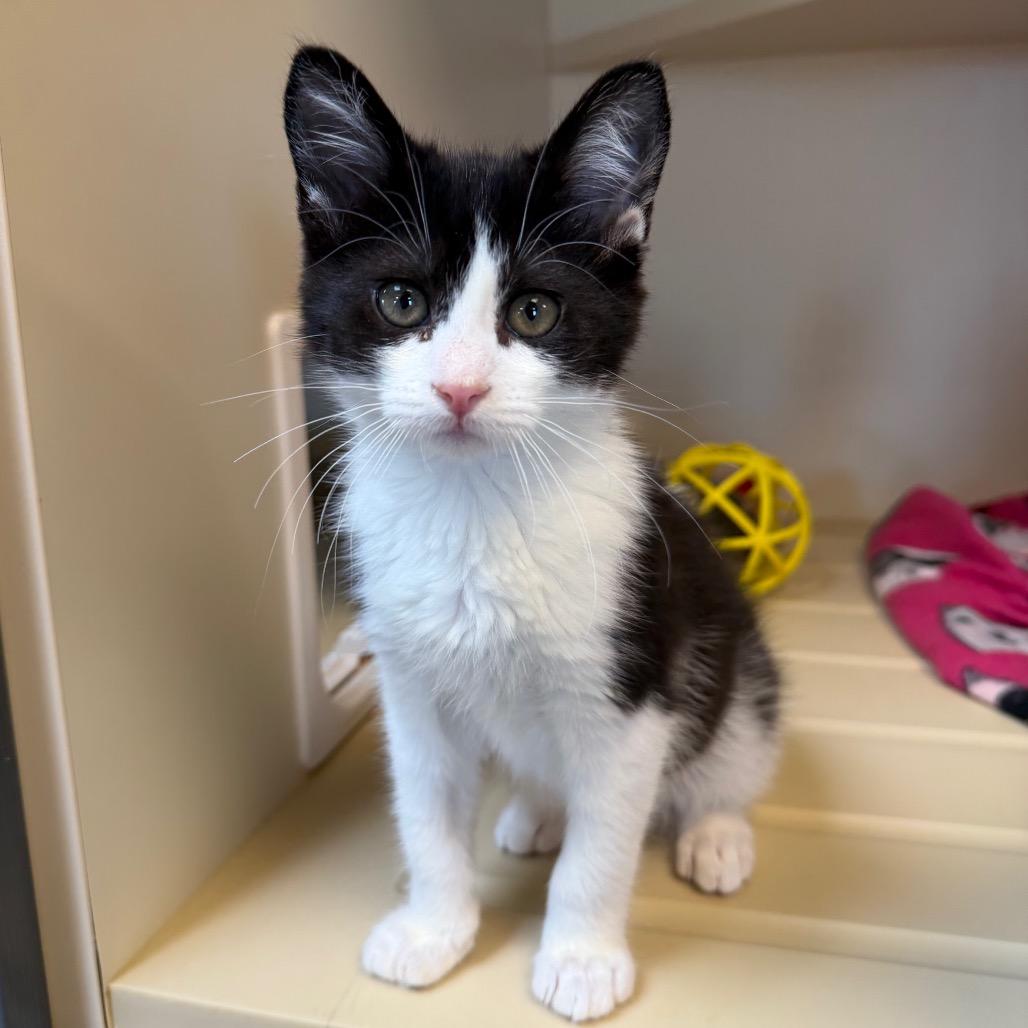 Copy, Adoptable, Kitten Female Domestic Short Hair.
