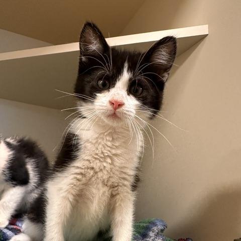 Enlarge Copy, a Adoptable Domestic Short Hair in Cody, WY image 2/3
