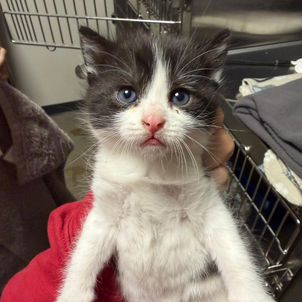 Enlarge Copy, a Adoptable Domestic Short Hair in Cody, WY image 3/3