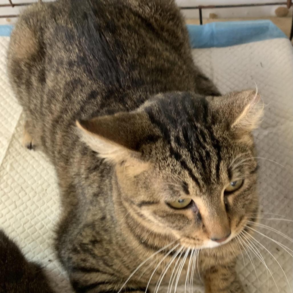 Pickle, Adoptable, Adult Male Domestic Short Hair.