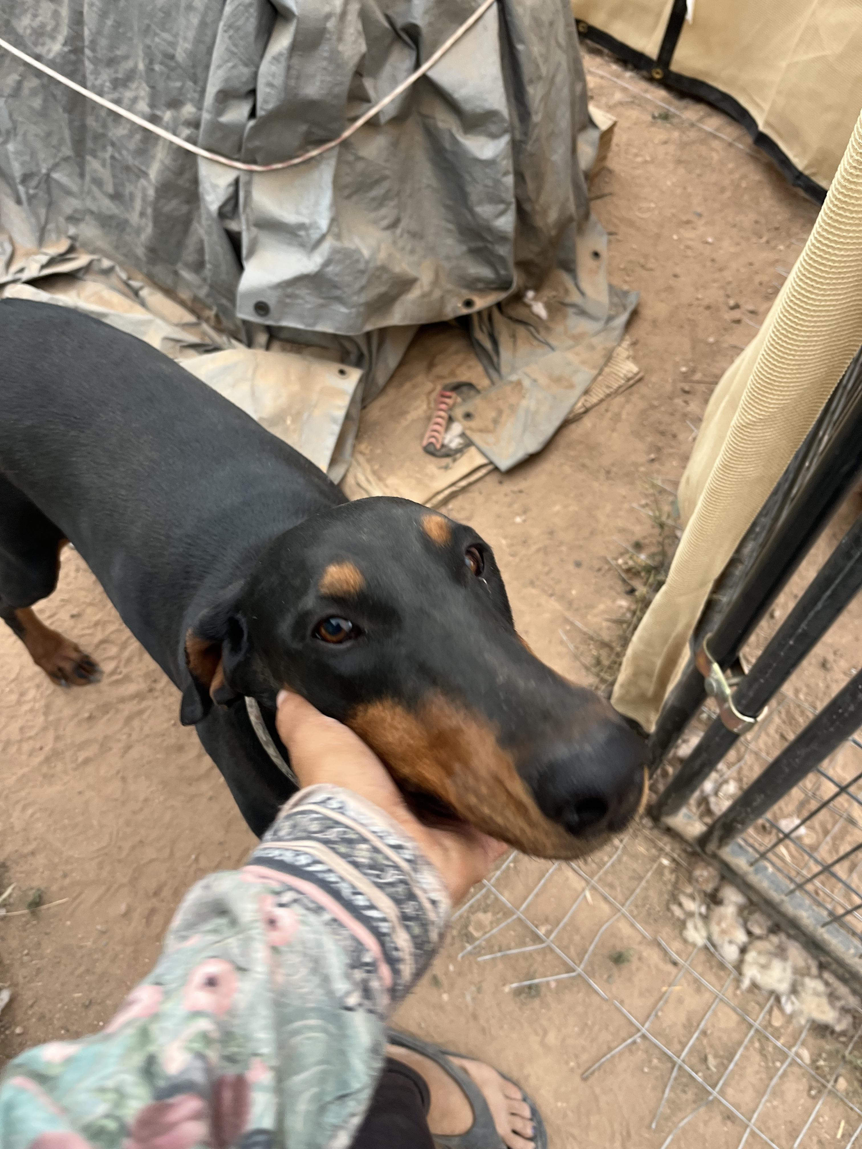 Enlarge Sonia, a ADOPTABLE Doberman Pinscher in Casa Grande, AZ image 2/3