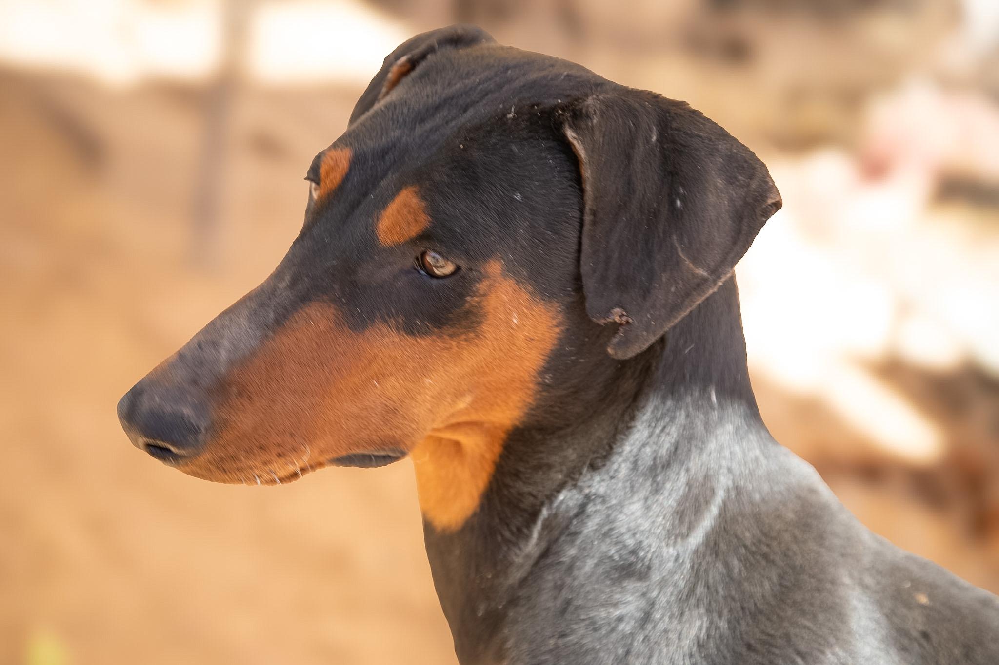 Enlarge Sonia, a ADOPTABLE Doberman Pinscher in Casa Grande, AZ image 3/3