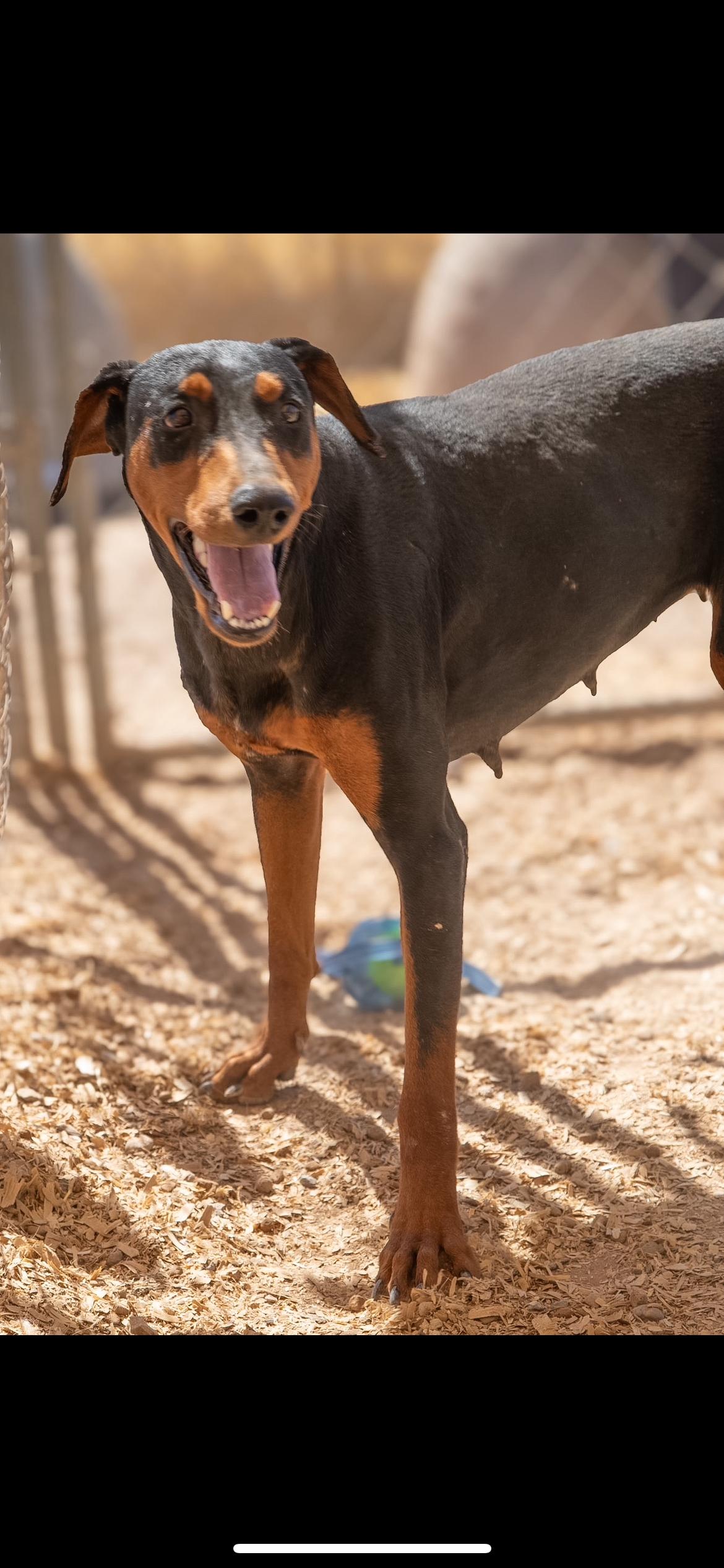 Sonia, ADOPTABLE, Young Female Doberman Pinscher.