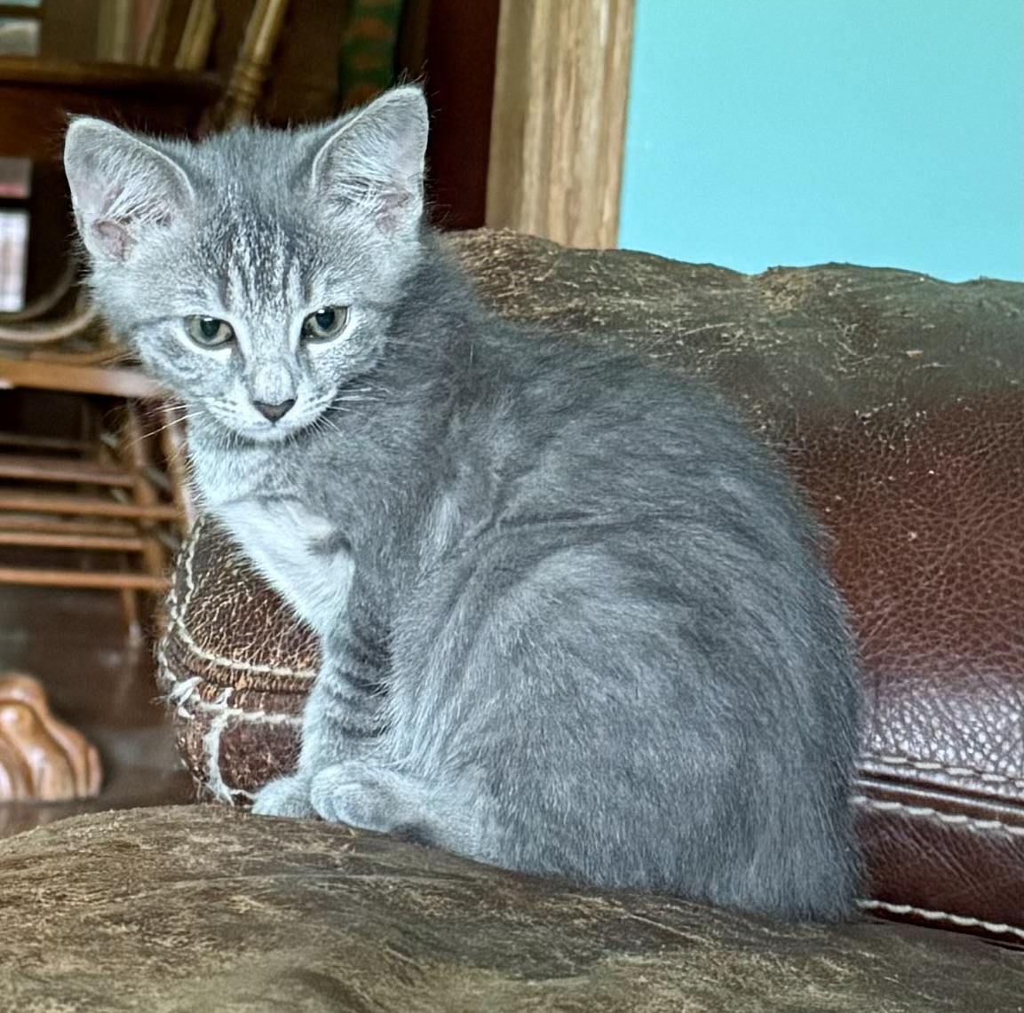 Spirea - Athens, GA, adopted, Kitten Female Domestic Short Hair & Tabby.