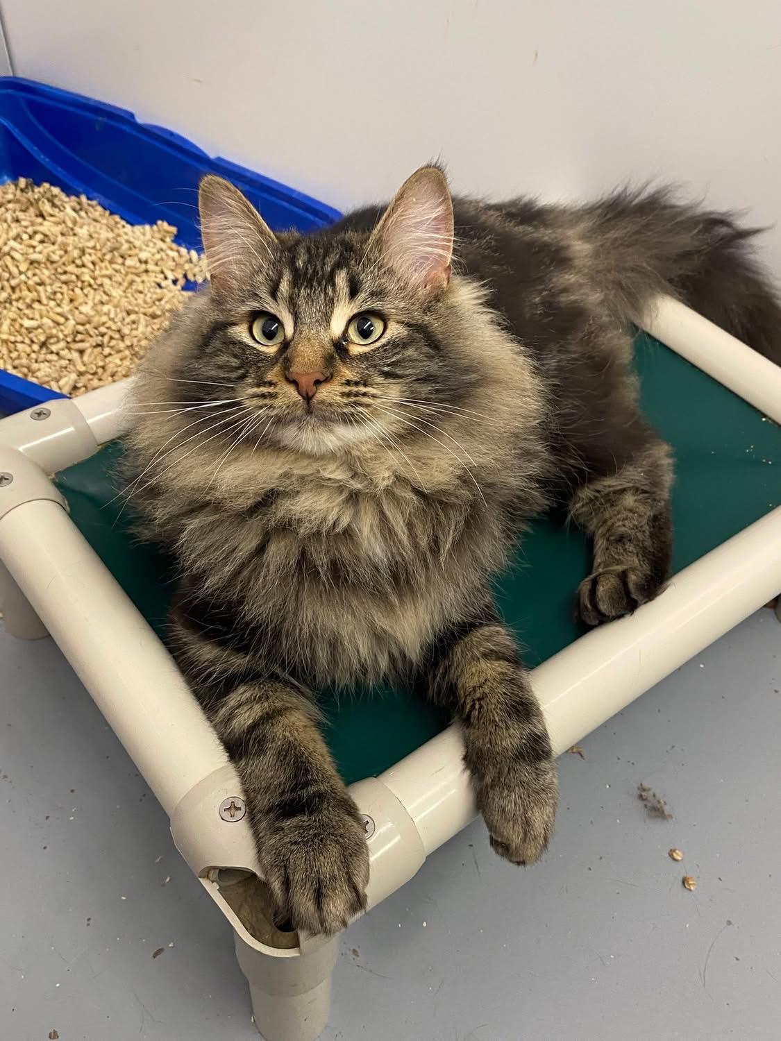 Enlarge Taurus, a ADOPTABLE Domestic Long Hair in Meadow Lake, SK image 3/3