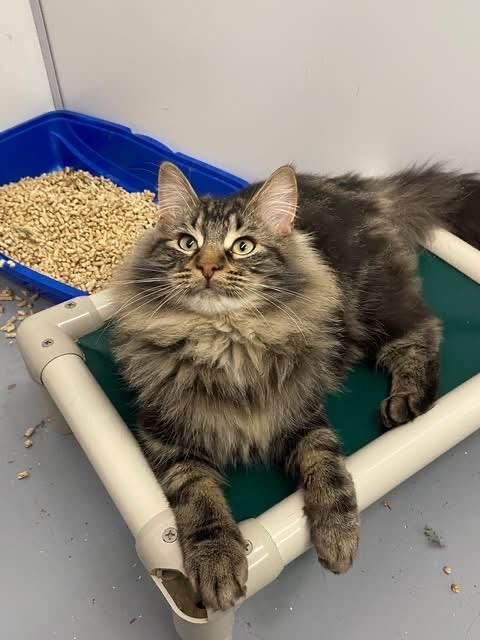 Enlarge Taurus, a ADOPTABLE Domestic Long Hair in Meadow Lake, SK image 2/3