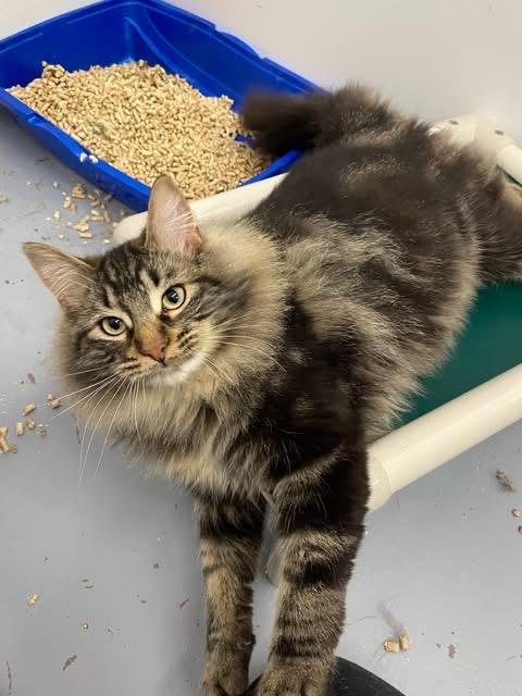 Enlarge Taurus, a ADOPTABLE Domestic Long Hair in Meadow Lake, SK image 1/3