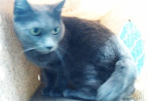 PEARL, Adoptable, Senior Female Domestic Short Hair.