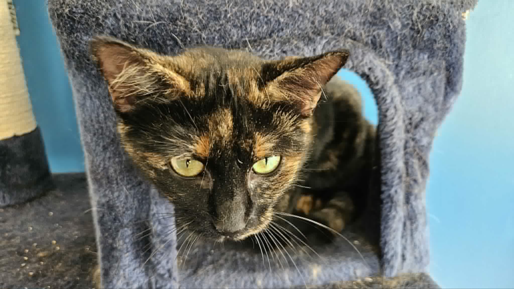 Enlarge Shelly, a Adoptable Tortoiseshell in Longview, TX image 1/6