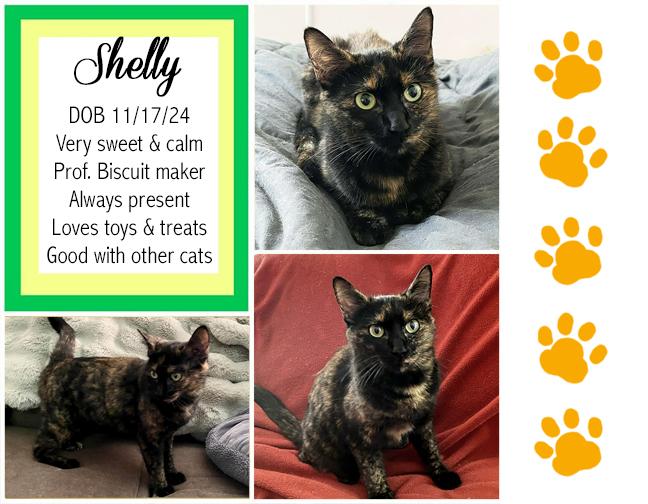 Enlarge Shelly, a Adoptable Tortoiseshell in Longview, TX image 2/6