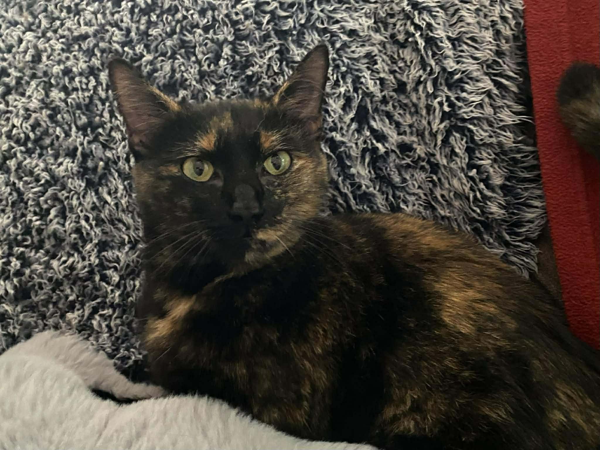 Enlarge Shelly, a Adoptable Tortoiseshell in Longview, TX image 3/6