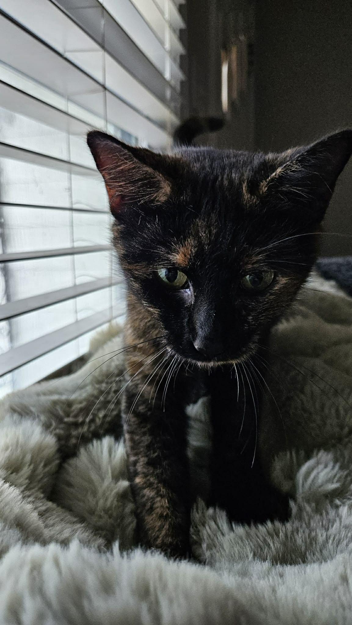 Enlarge Shelly, a Adoptable Tortoiseshell in Longview, TX image 4/6