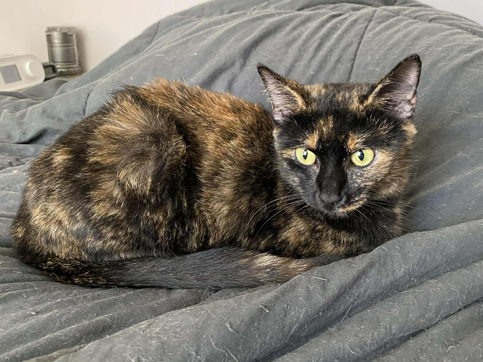 Enlarge Shelly, a Adoptable Tortoiseshell in Longview, TX image 5/6