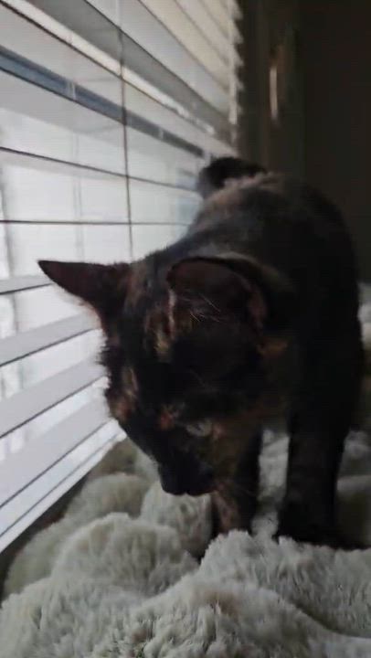 Enlarge Shelly, a Adoptable Tortoiseshell in Longview, TX video 6/6
