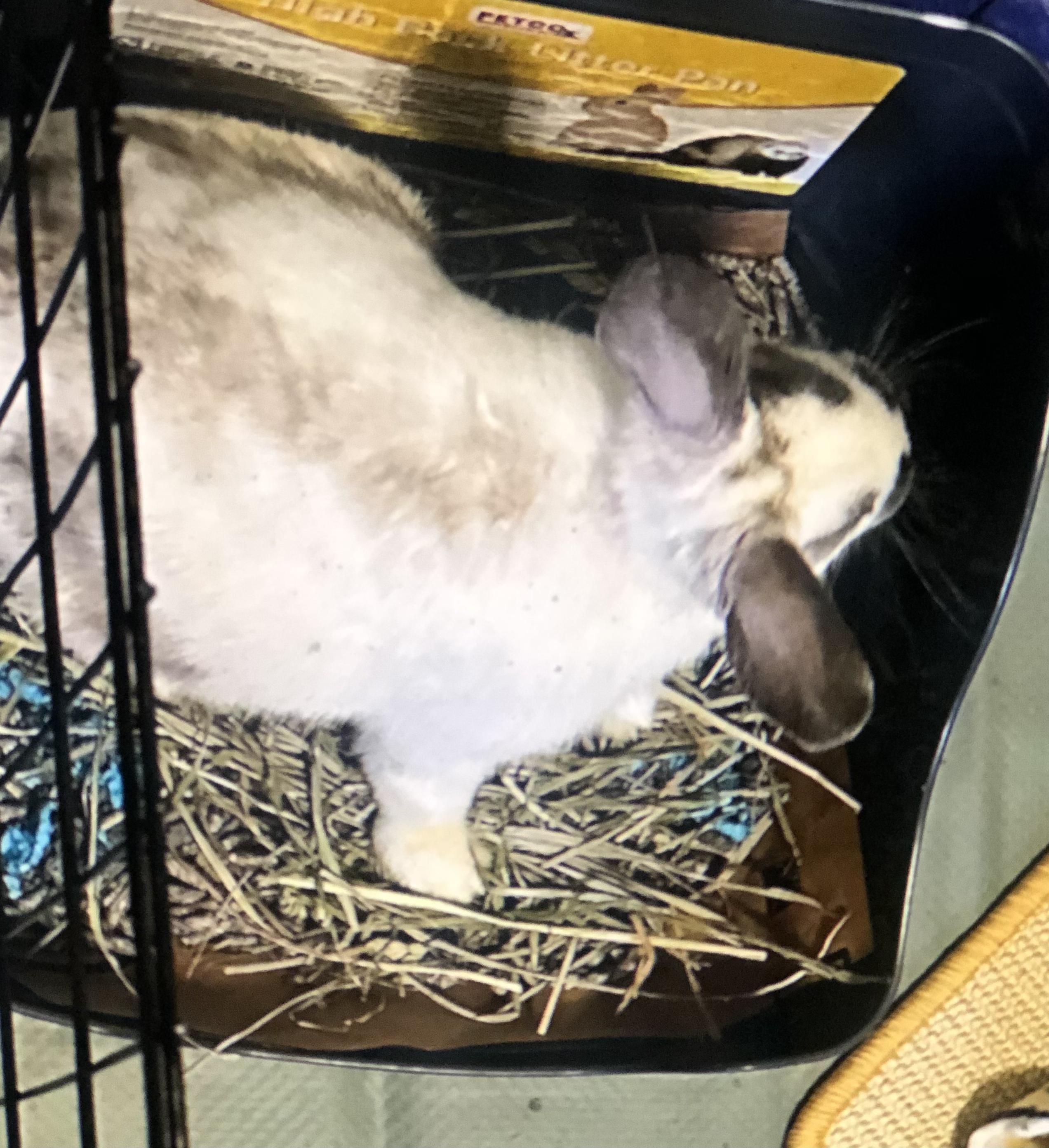 Legend, Adoptable, Adult Male English Spot.