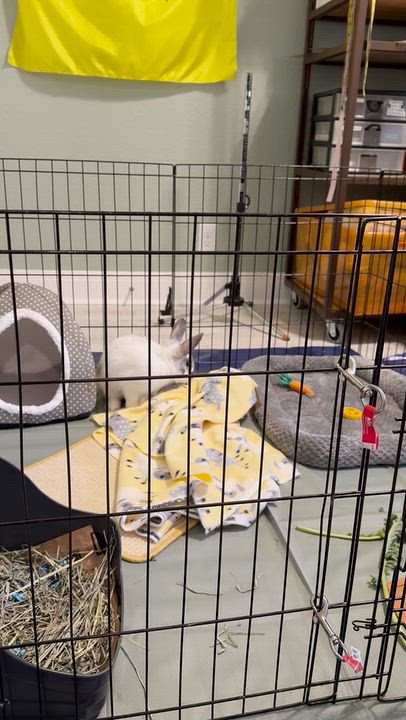 Enlarge Legend, a Adoptable English Spot in San Antonio, TX video 2/3