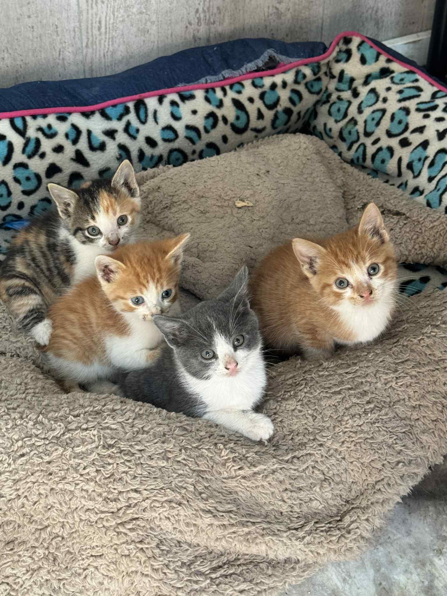 Enlarge Kittens, a Adopted Domestic Short Hair in Cando, ND image 1/3