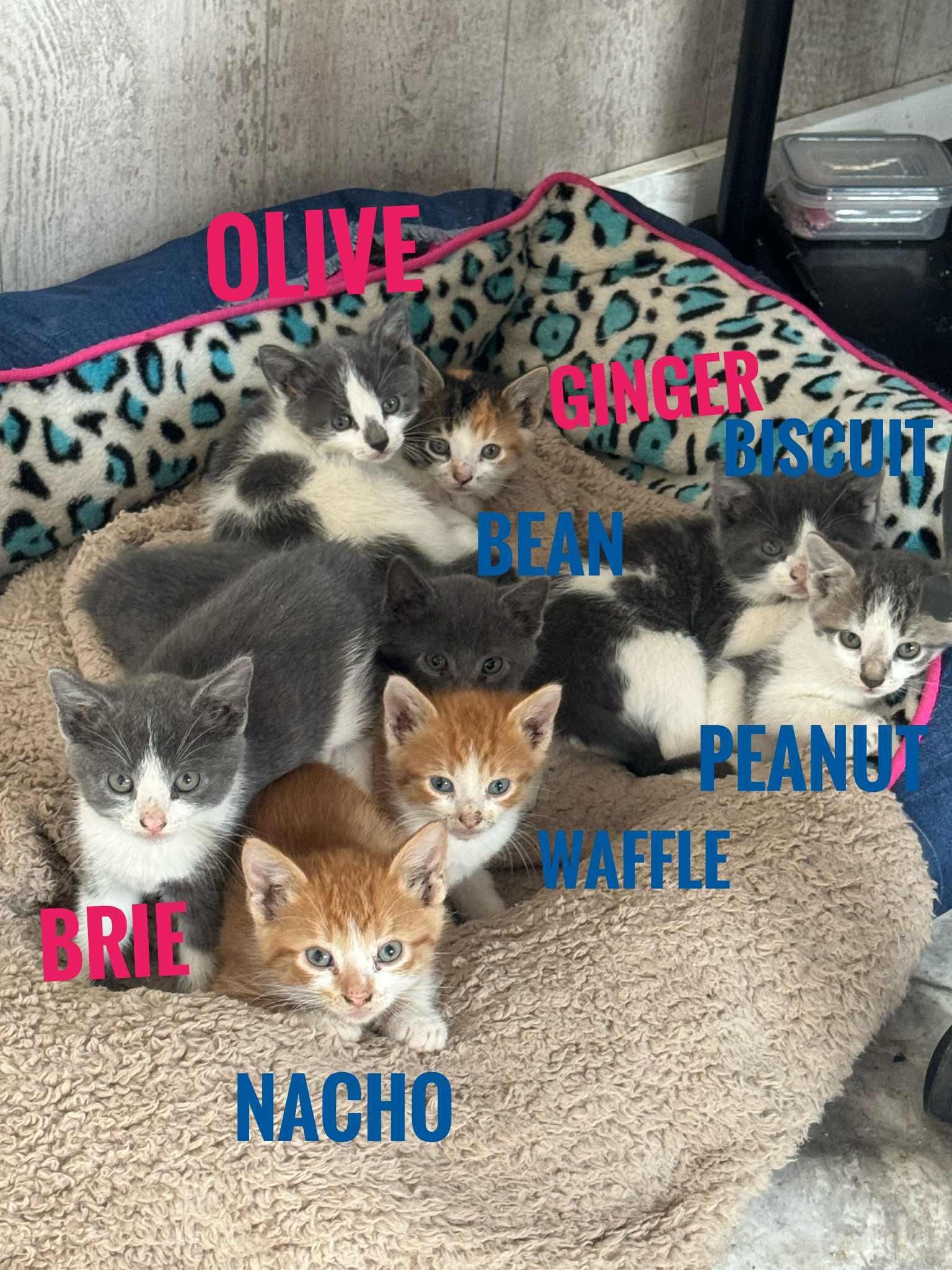 Enlarge Kittens, a Adopted Domestic Short Hair in Cando, ND image 2/3