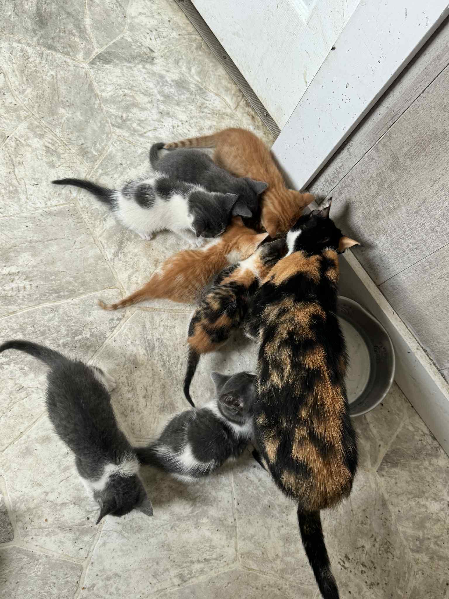 Enlarge Kittens, a Adopted Domestic Short Hair in Cando, ND image 3/3