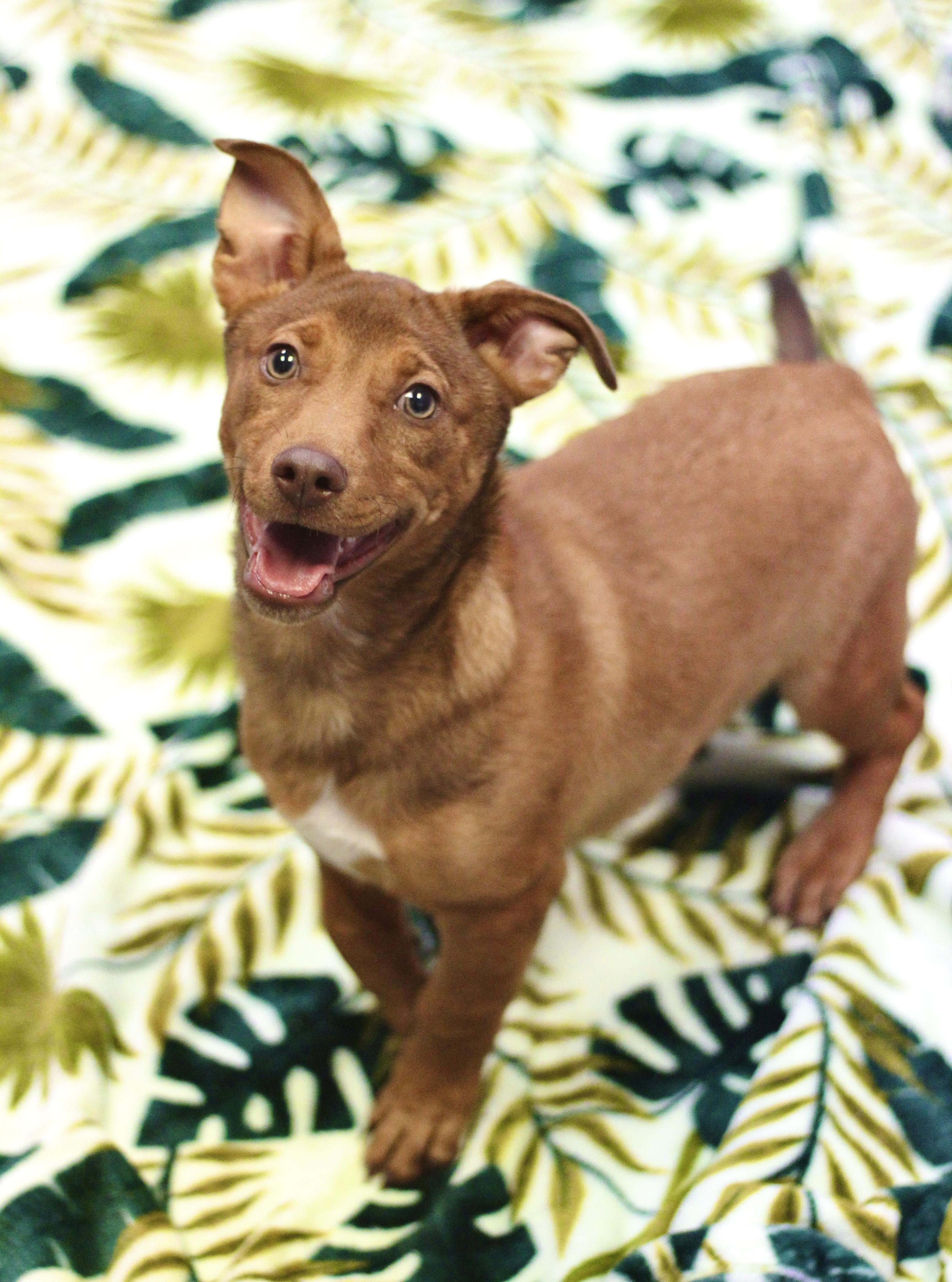 Hallard in NH! Come Meet our Adoptable Dogs Wednesday-Saturday. More info in Bio!