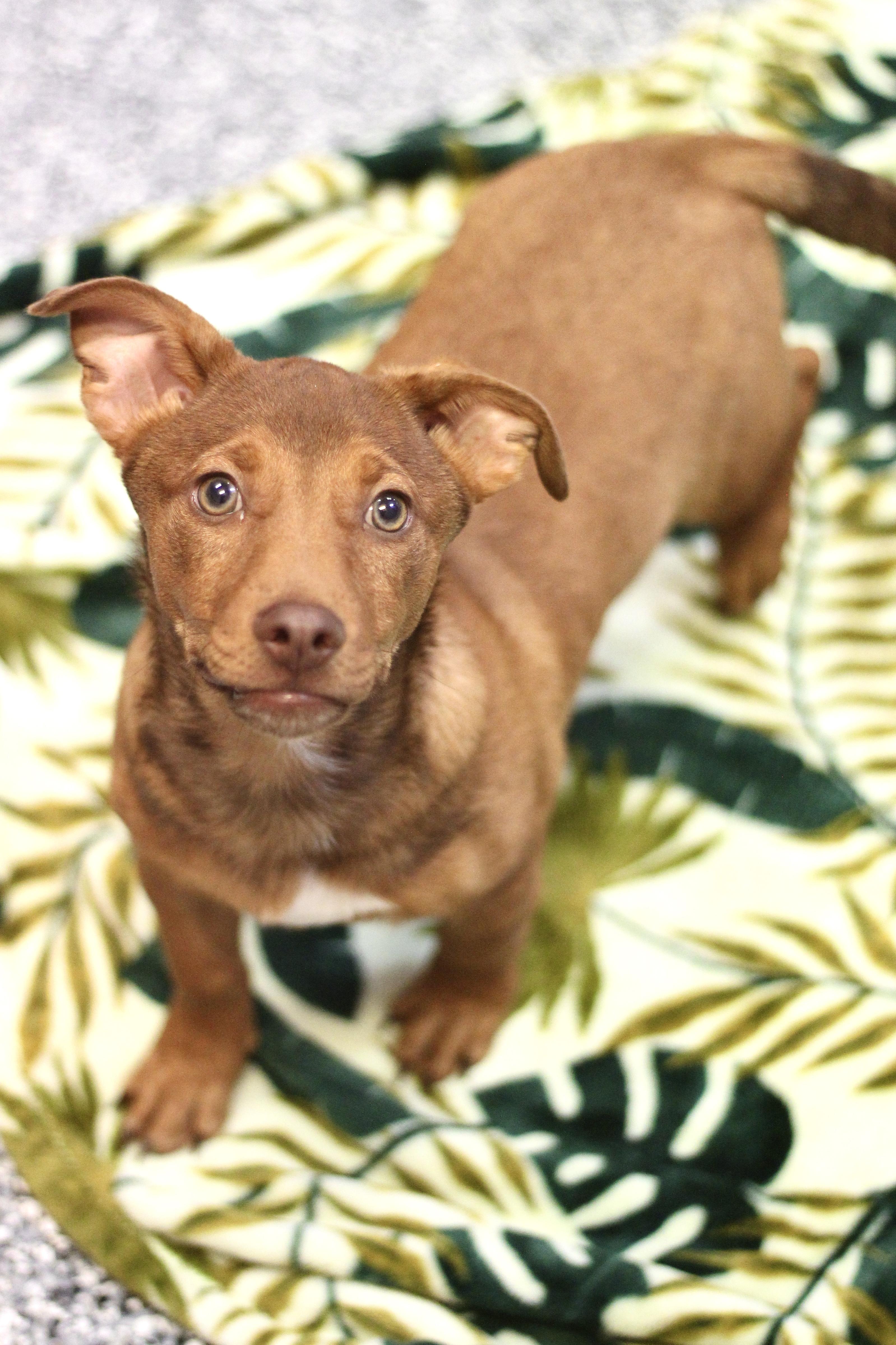 Hallard in NH! Come Meet our Adoptable Dogs Wednesday-Saturday. More info in Bio!