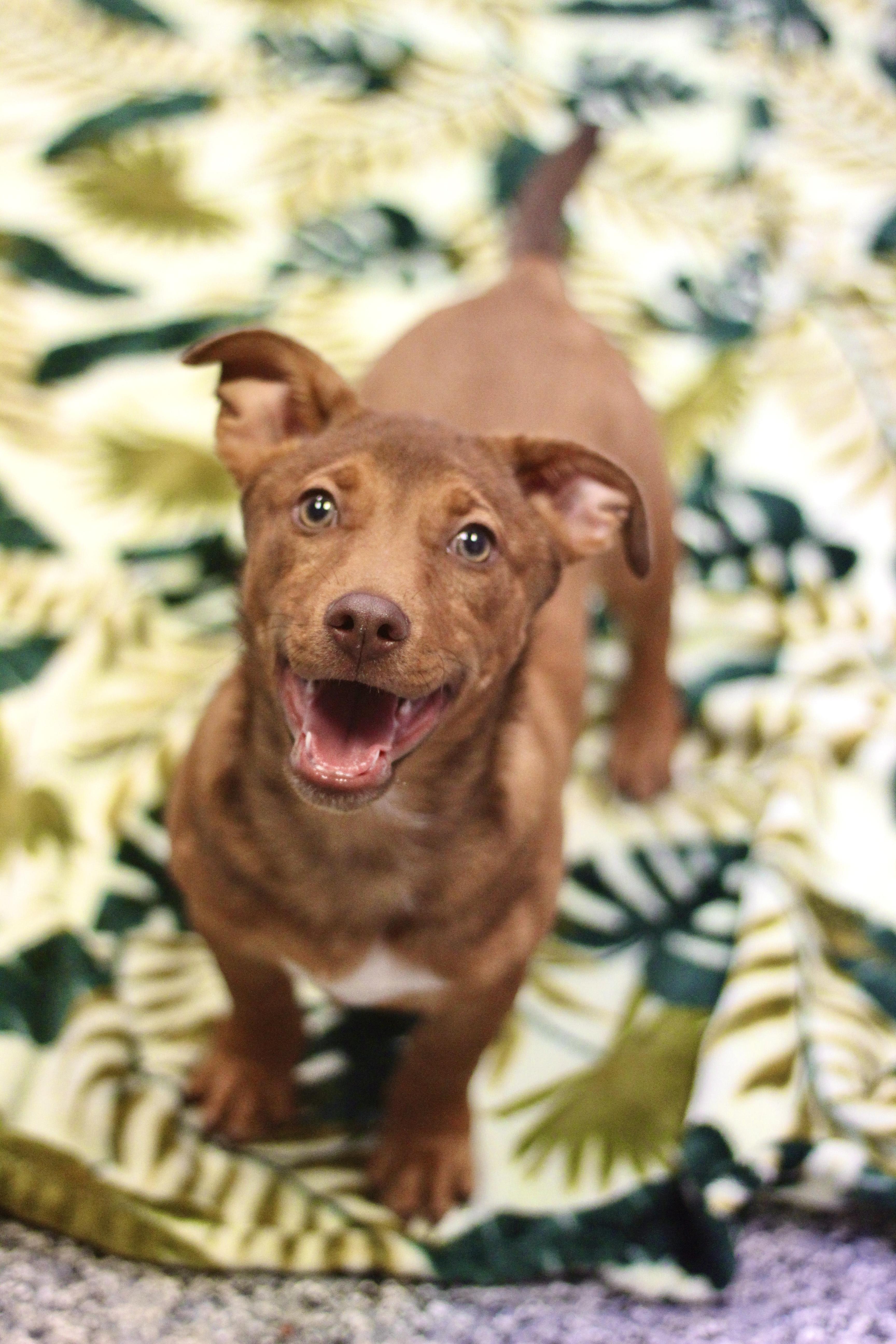 Hallard in NH! Come Meet our Adoptable Dogs Wednesday-Saturday. More info in Bio!