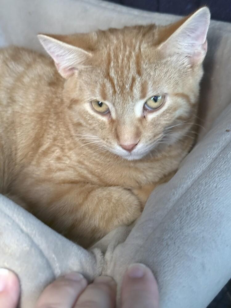 OJ Cox, Adoptable, Kitten Male Domestic Short Hair.