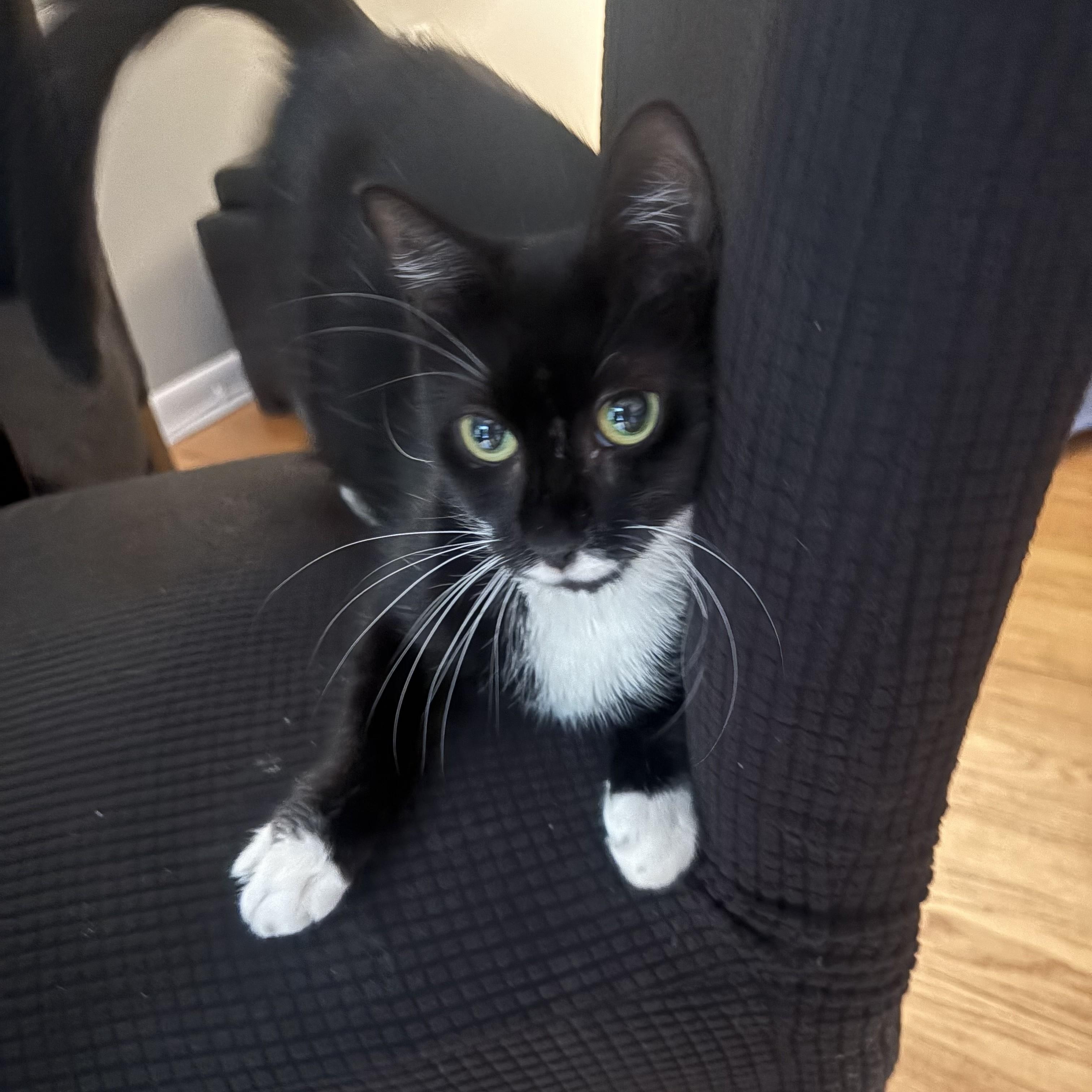 Enlarge Mittens, an adopted Domestic Short Hair in Albany, NY image 2/4