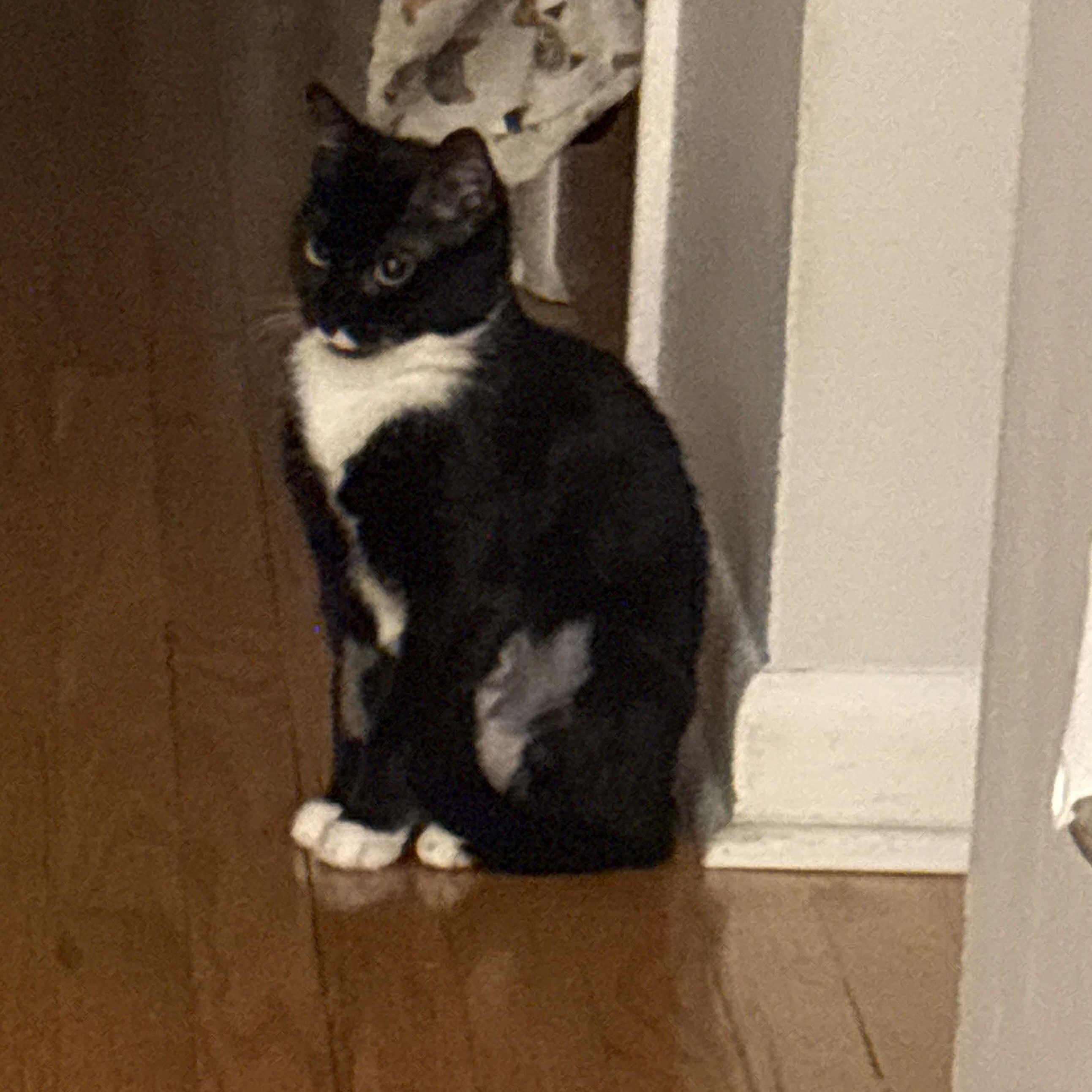 Enlarge Mittens, an adopted Domestic Short Hair in Albany, NY image 4/4