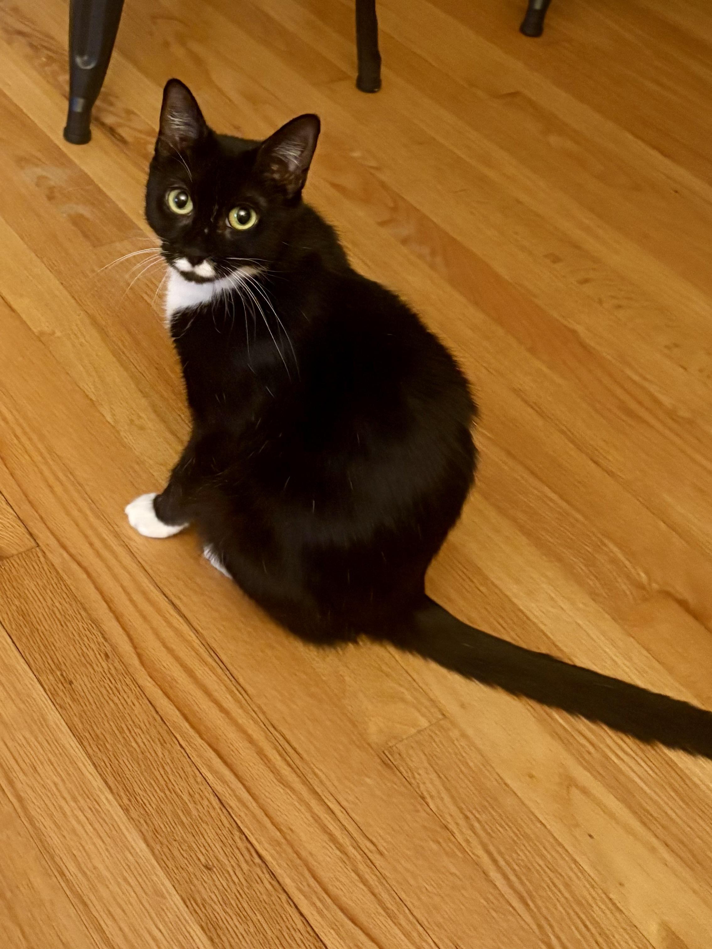 Enlarge Mittens, an adopted Domestic Short Hair in Albany, NY image 3/4