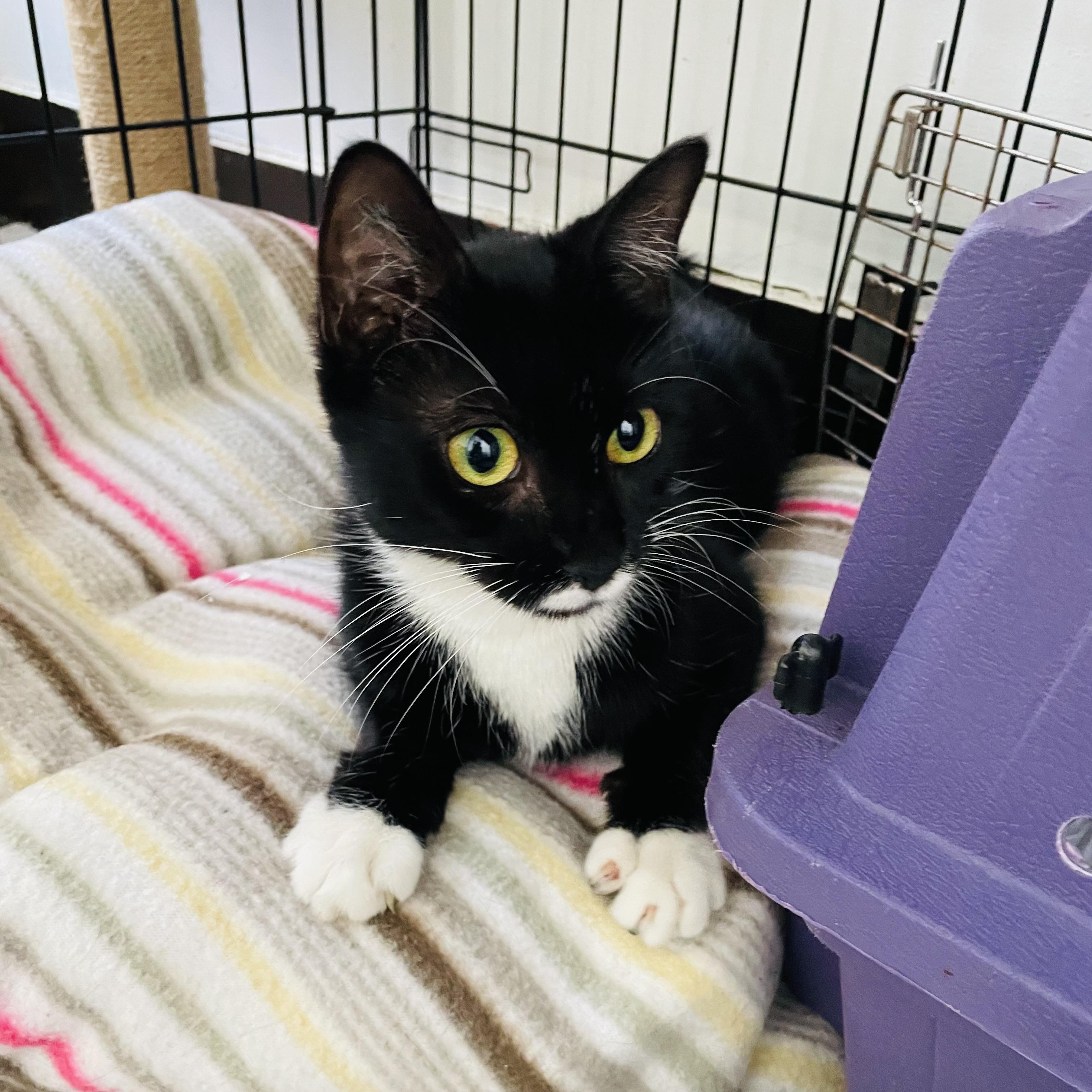 Enlarge Mittens, an adopted Domestic Short Hair in Albany, NY image 1/4