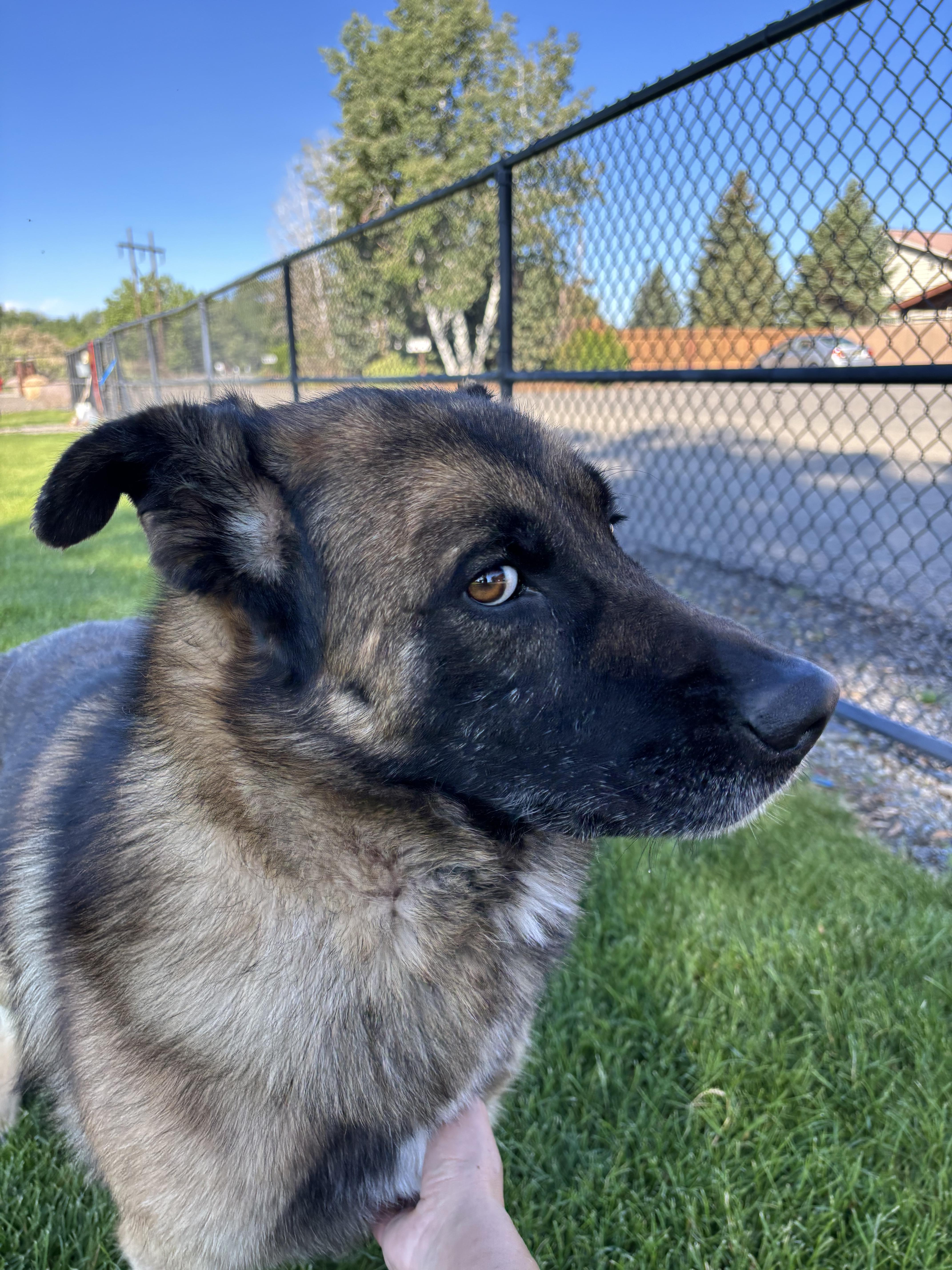 Enlarge Axion, an adopted mixed breed in Montrose, CO image 6/6