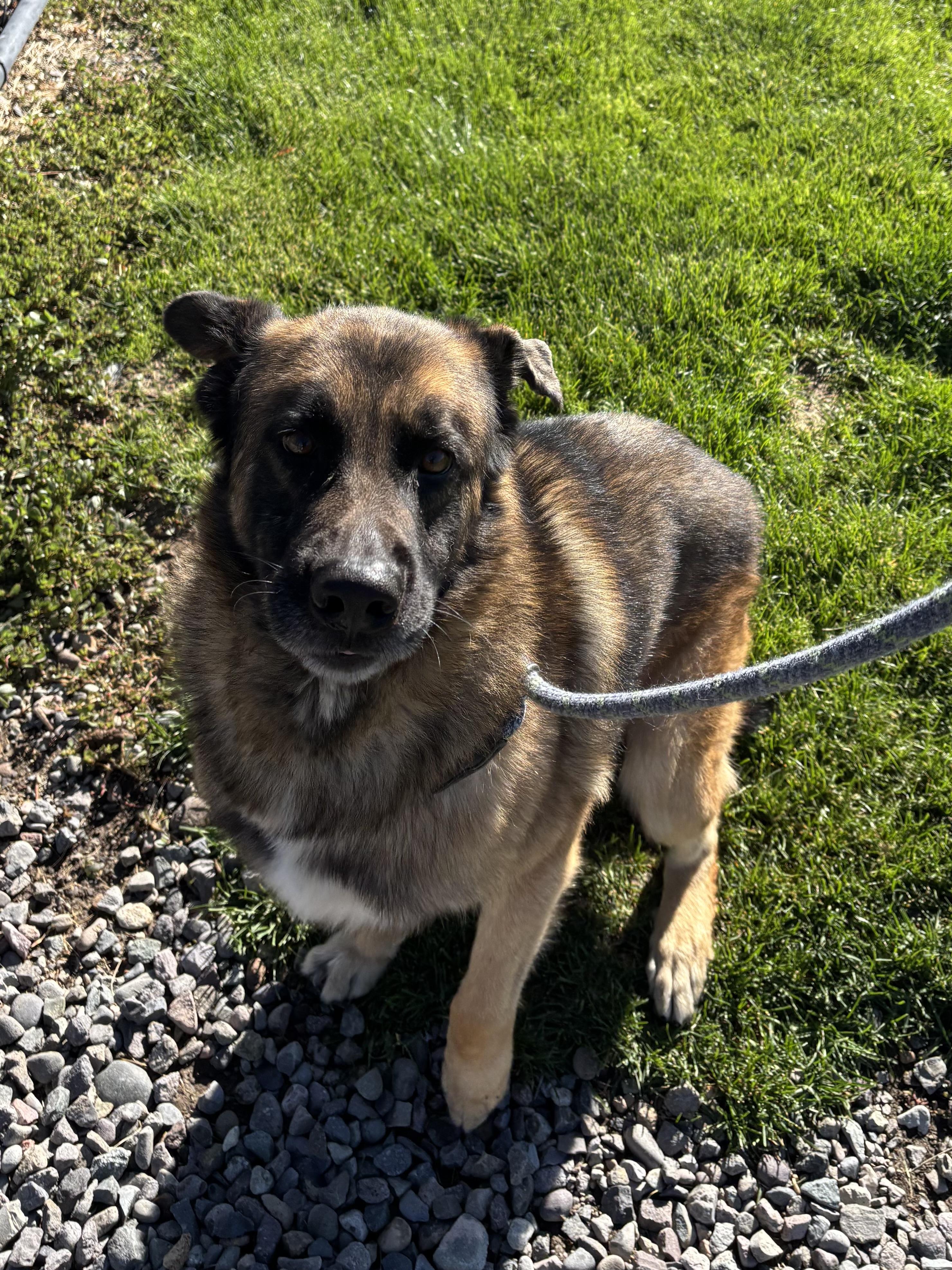 Enlarge Axion, an adopted mixed breed in Montrose, CO image 4/6