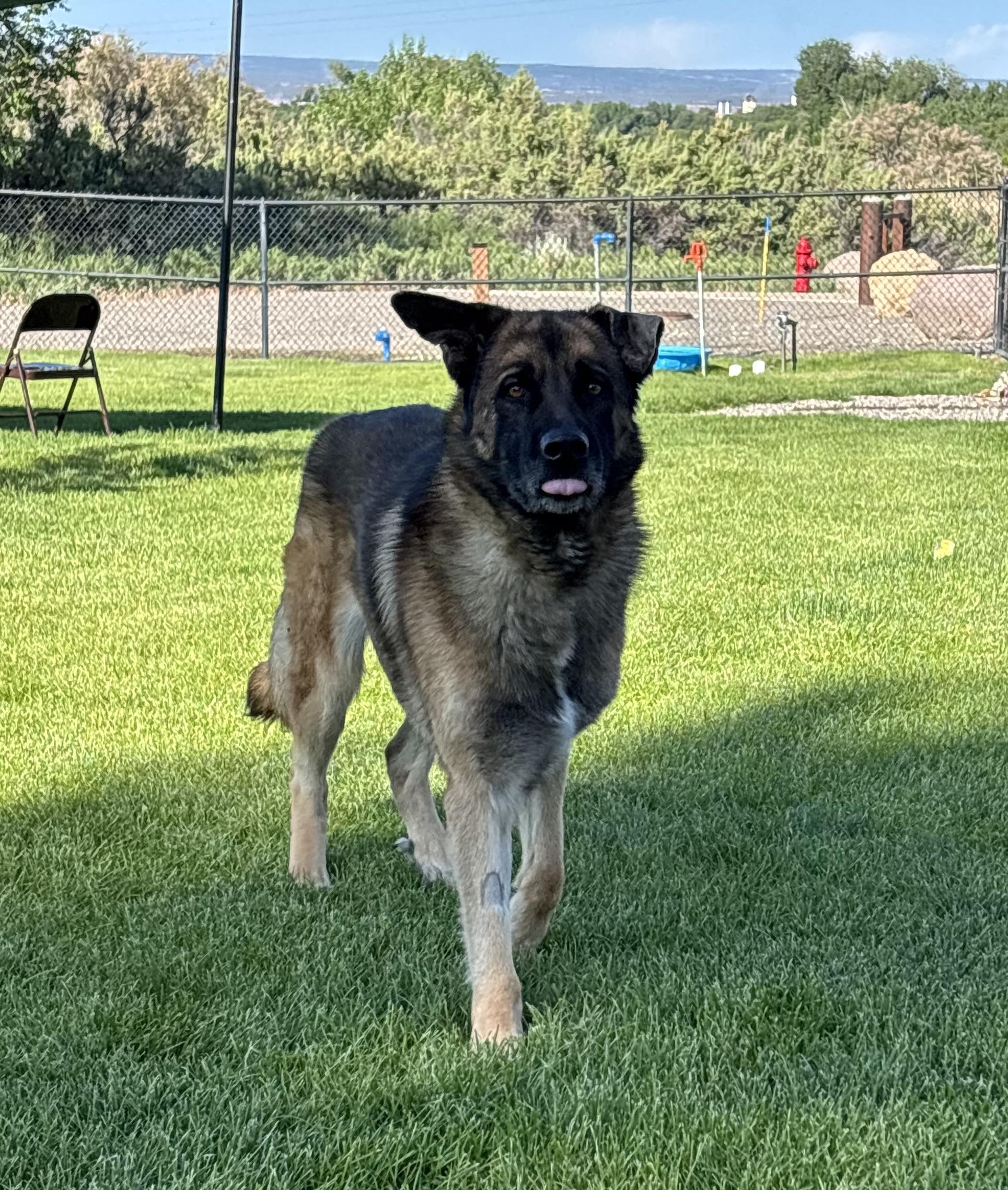 Enlarge Axion, an adopted mixed breed in Montrose, CO image 2/6