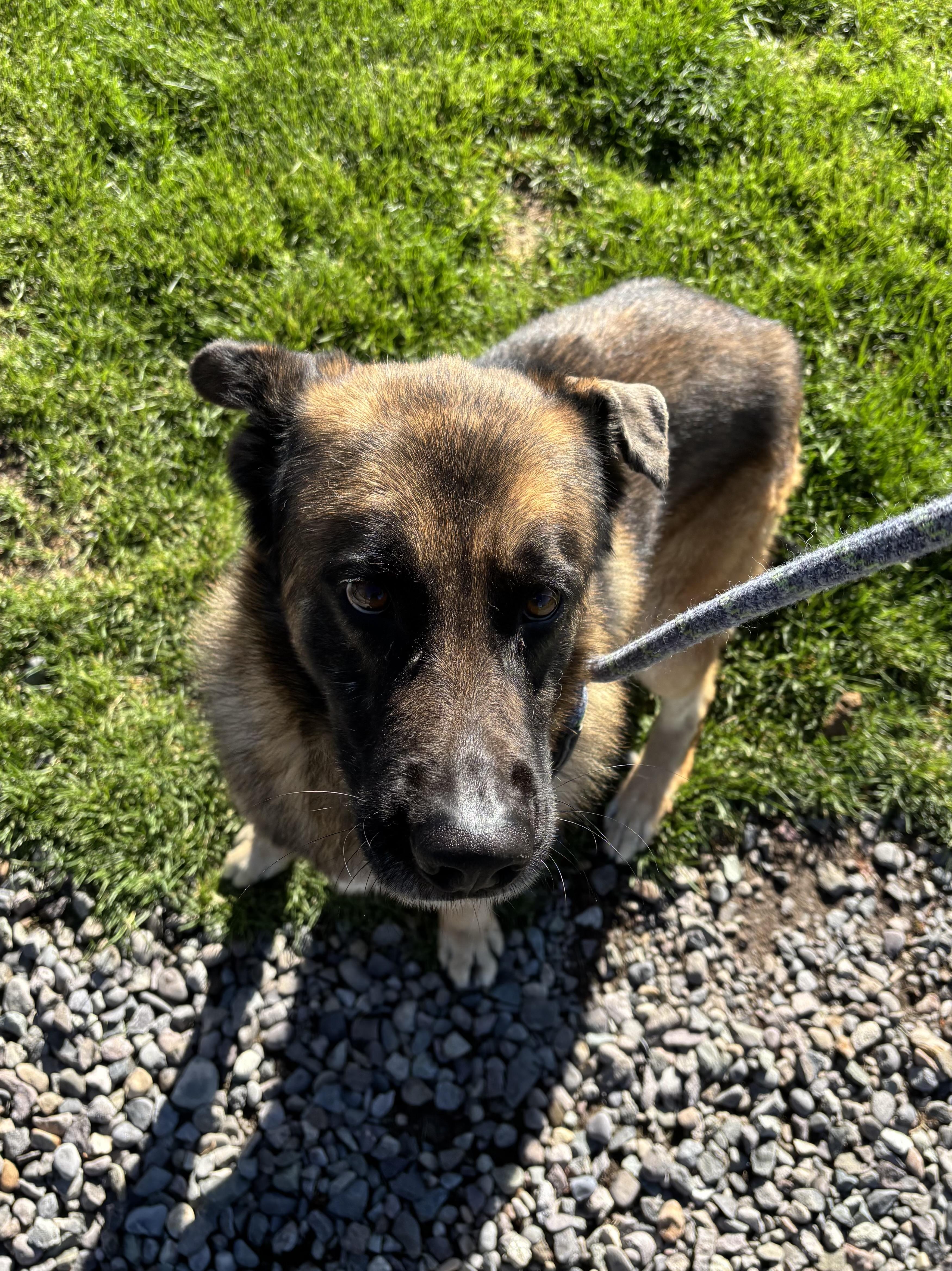Enlarge Axion, an adopted mixed breed in Montrose, CO image 5/6