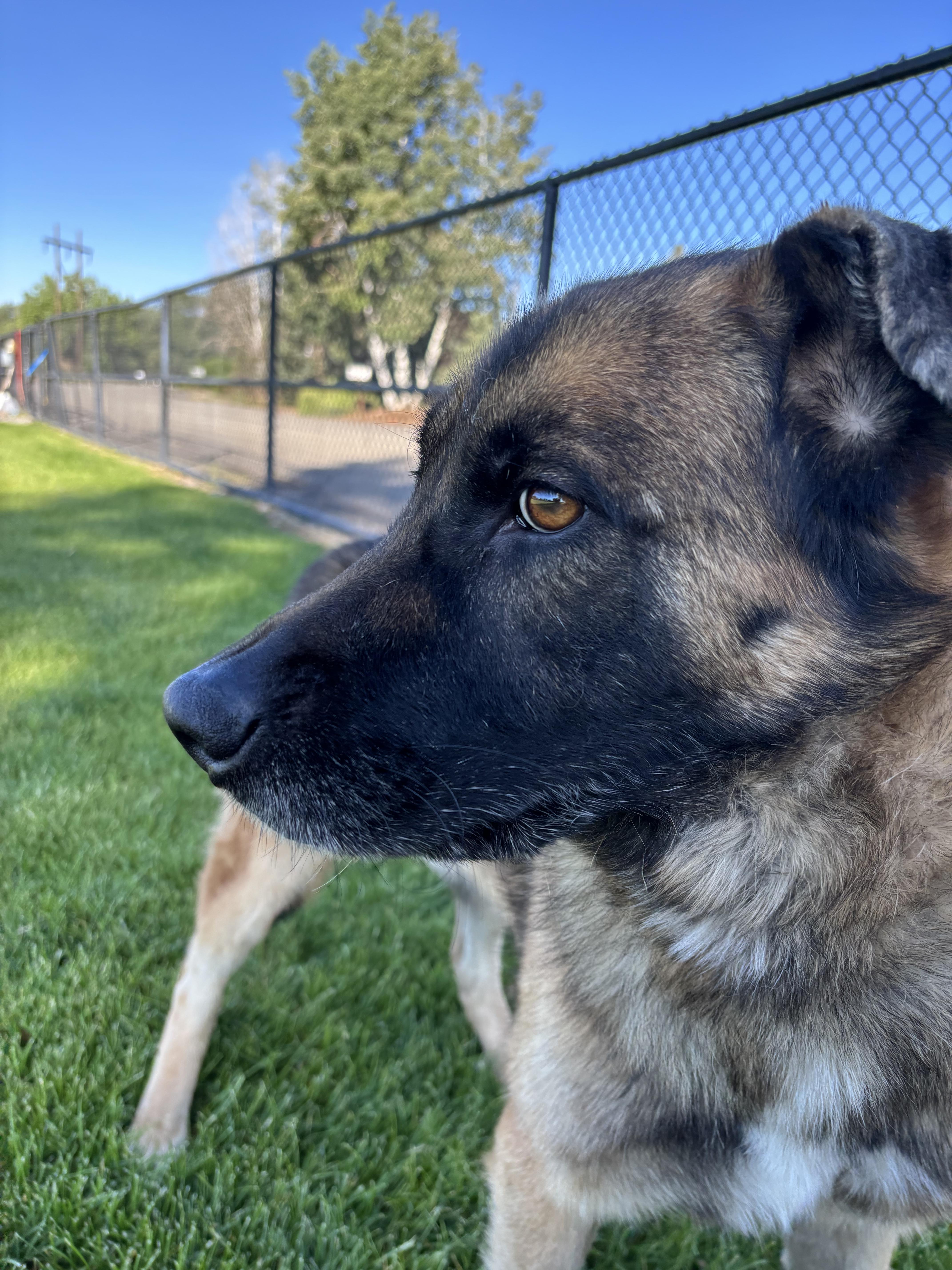 Enlarge Axion, an adopted mixed breed in Montrose, CO image 1/6