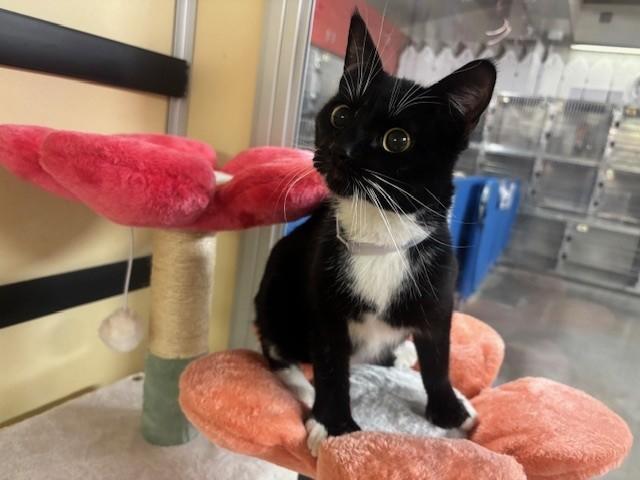 PHYLLIS, Adoptable, Young Female Domestic Short Hair.